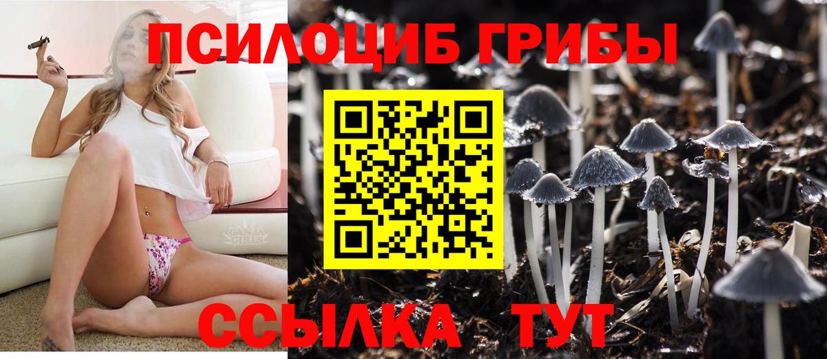 Псилоцибиновые грибы Psilocybe Ижевск